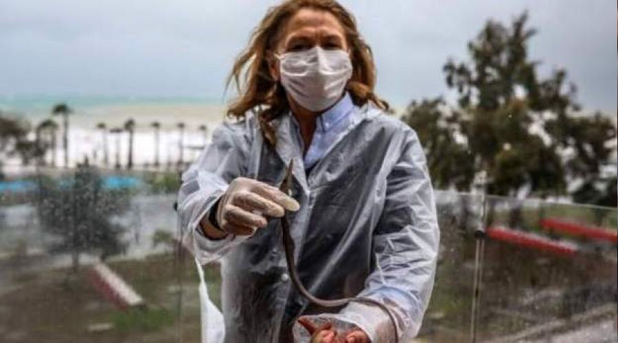 Fırtına balığı denizden balkona uçurdu!