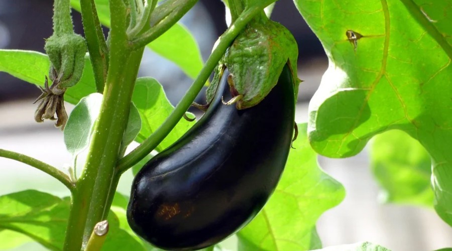 Fiyatı en fazla artan ürün patlıcan oldu