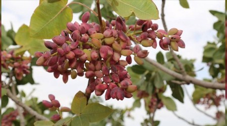 Gaziantep'te devasa fıstık bahçesi icradan satılıyor