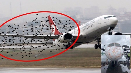 Geçen yıl uçaklara kaç kez kuş çarptı?