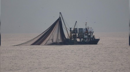 Hamsi "1 yıl avlanmasın" önerisi