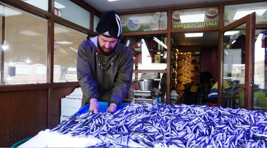 Hamsi gel gitleri yaşıyor