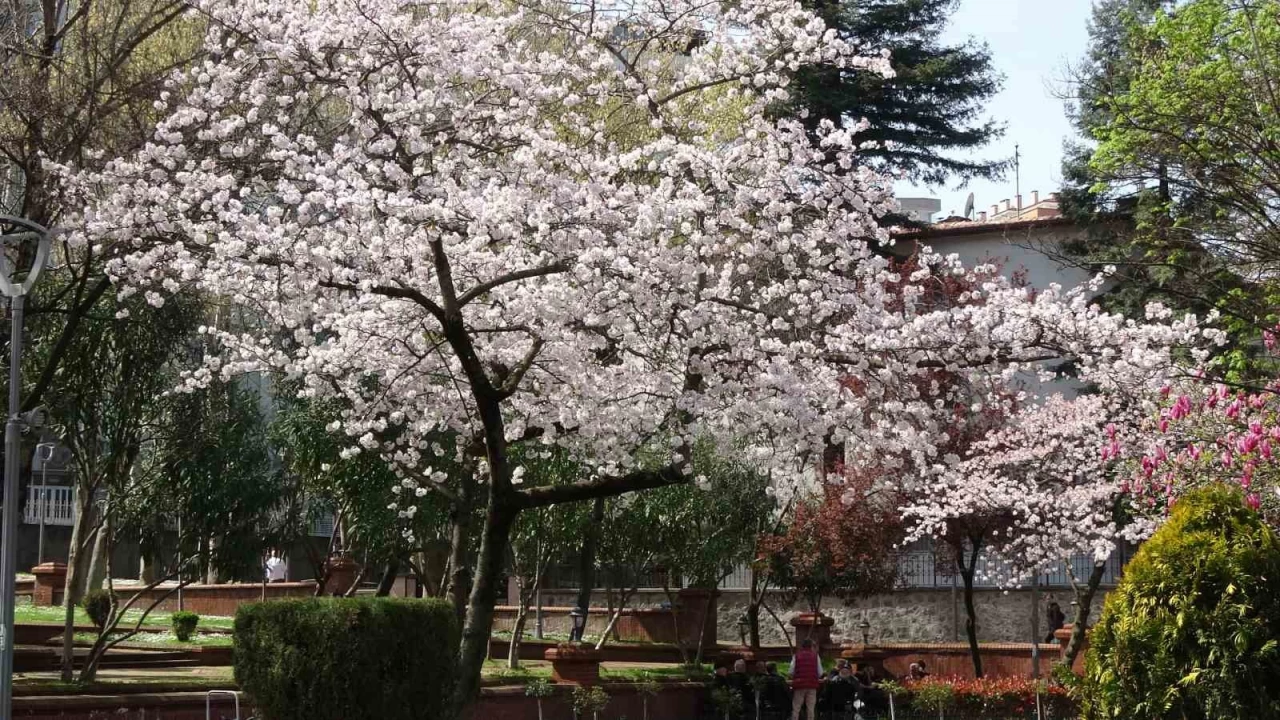 Havalar ısınıyor polen alerjisine dikkat