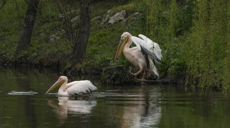 Haydut'tan sevindirici haber