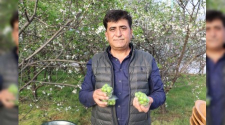 Hırsızların yeni hedefi erik