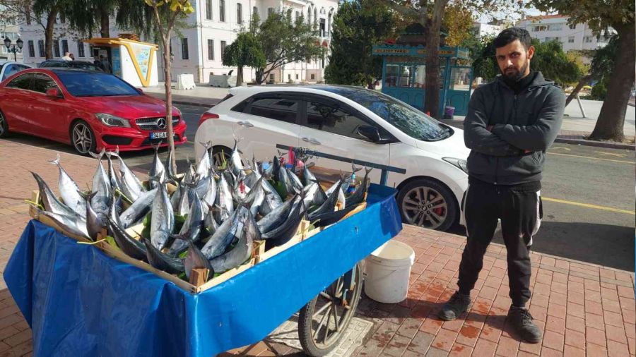 İki kişiyi doyurabilen boyuttaki bir palamut 50 lira