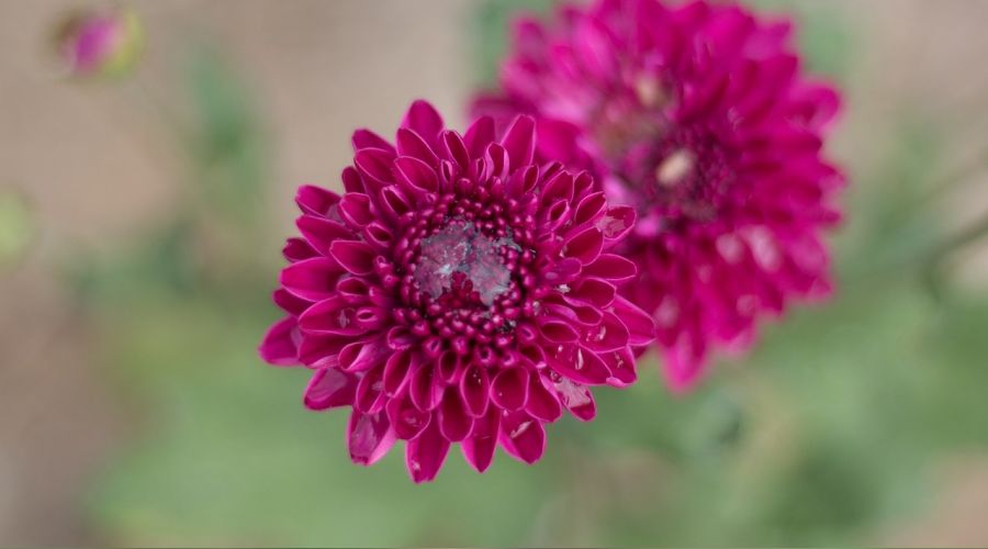 ‘İmam ses işitir ama rüyasında görmez’