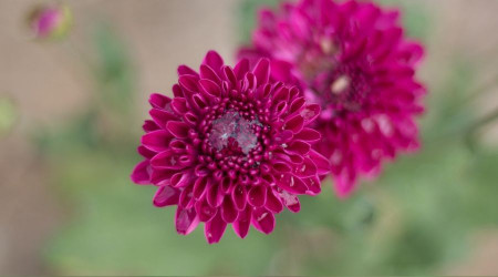 ‘İmam ses işitir ama rüyasında görmez’