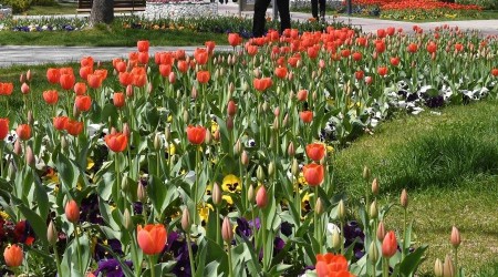 Isparta'da lale leni