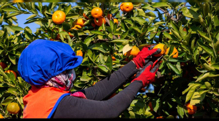 Kadın çiftçiler Bağ-Kur'u ödeyemiyor