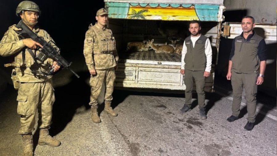 Kamyon kasasında 4 alageyik ele geçirildi