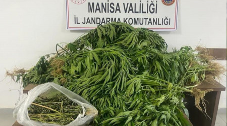 Kenevir sularken yakalandı