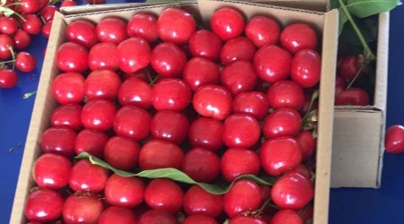 Kiraz ihracatında rekor yılı