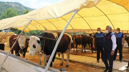 Kurbanlık hayvan alış, satış ve kesimlerinde dikkat edilecek hususlar