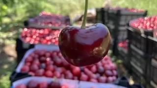 Lapseki kirazı: Tadı damaklarda kalan bir lezzet