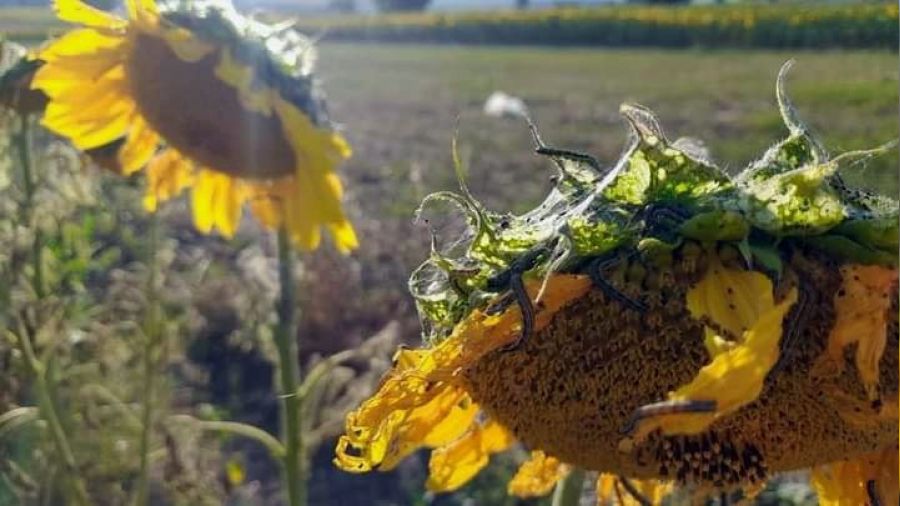 Marmara'da tırtıl istilası