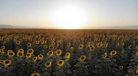 Muş Ovası sarıya boyandı