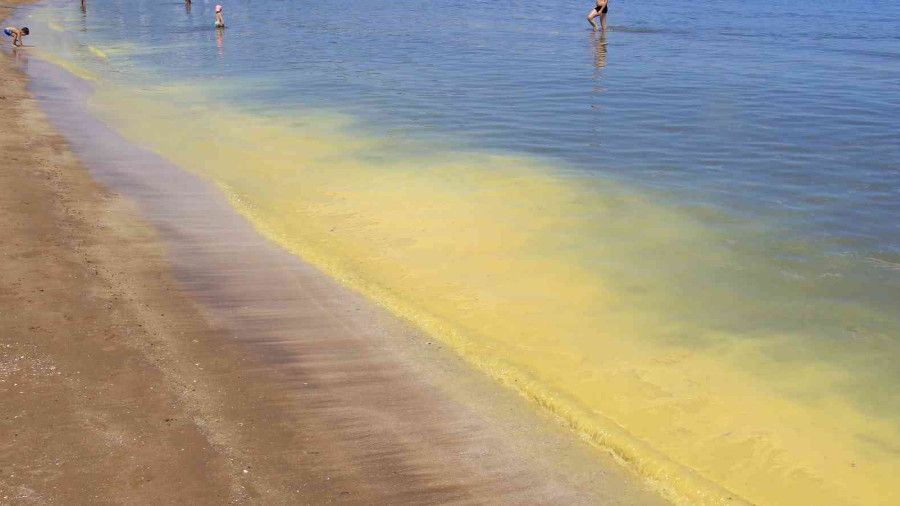 Müsilaj zannedilen polen sahili sarıya boyadı, binlerce arı telef oldu