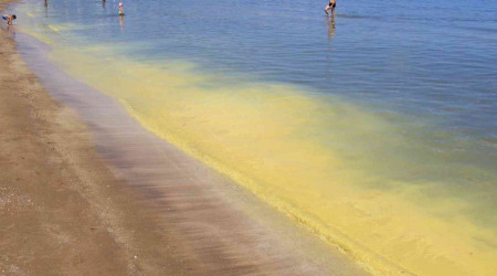 Müsilaj zannedilen polen sahili sarıya boyadı, binlerce arı telef oldu