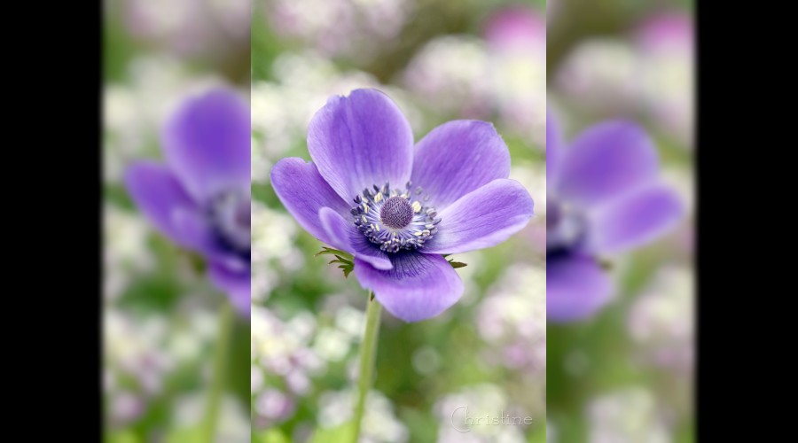 Onlar Allah’ın Sevgilisinin halifeleridir