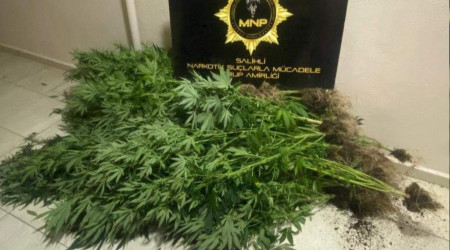 Saksıda kenevir yetiştirmiş