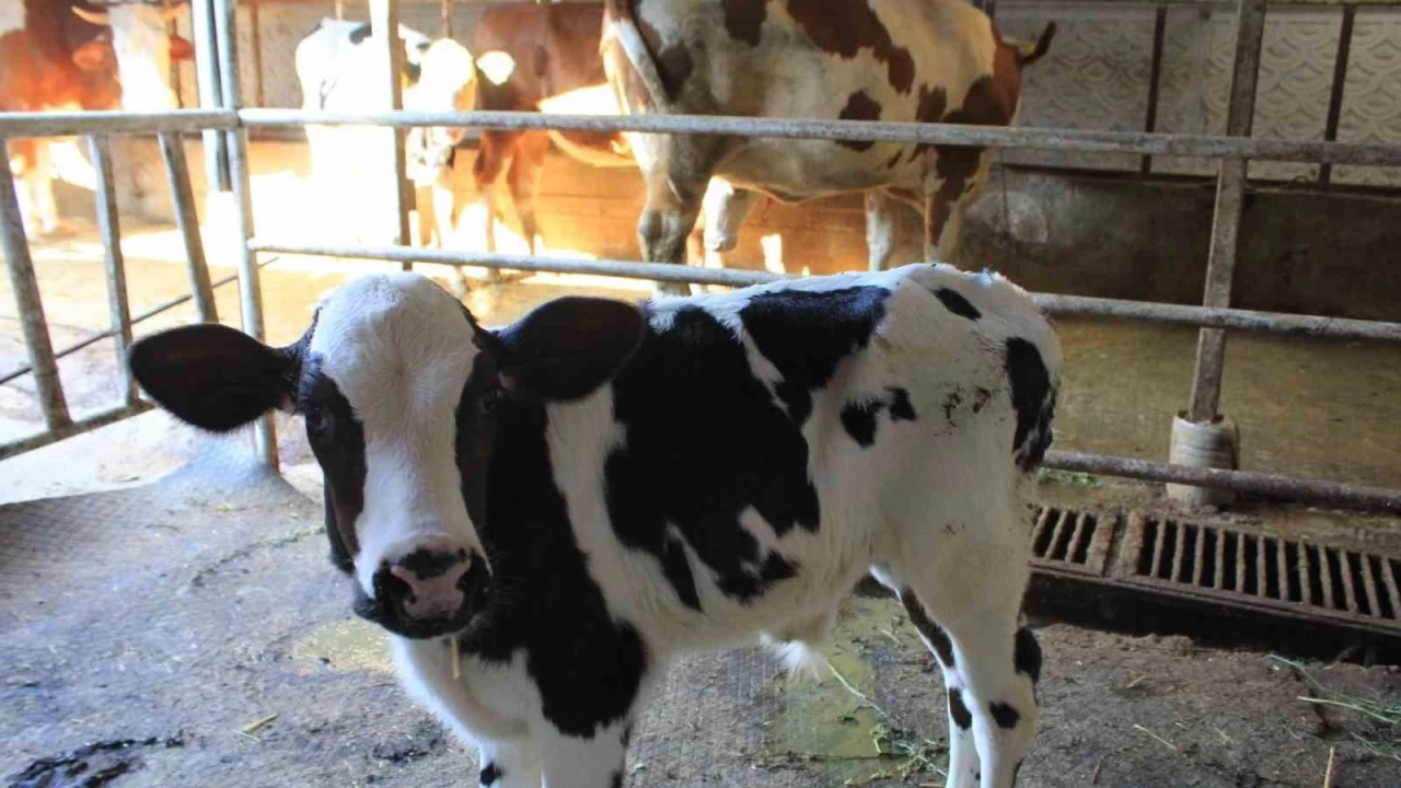 Şap hastalığı hayvancılığı vurdu, Tarım Bakanı sessiz