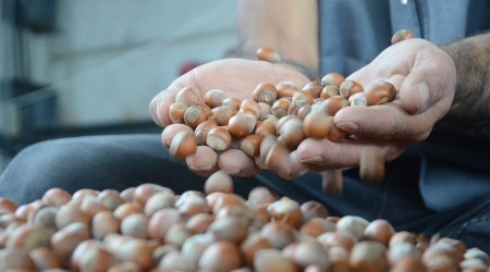 Serbest piyasada fındık 24,5 lira