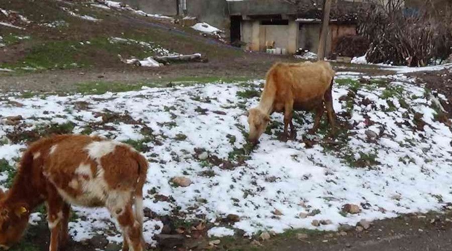 Sığır besicilerine ücretsiz suni tohumlama desteği