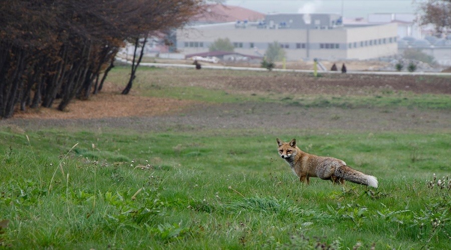 Tabiatn boluk kabul etmediini tilki kantlad