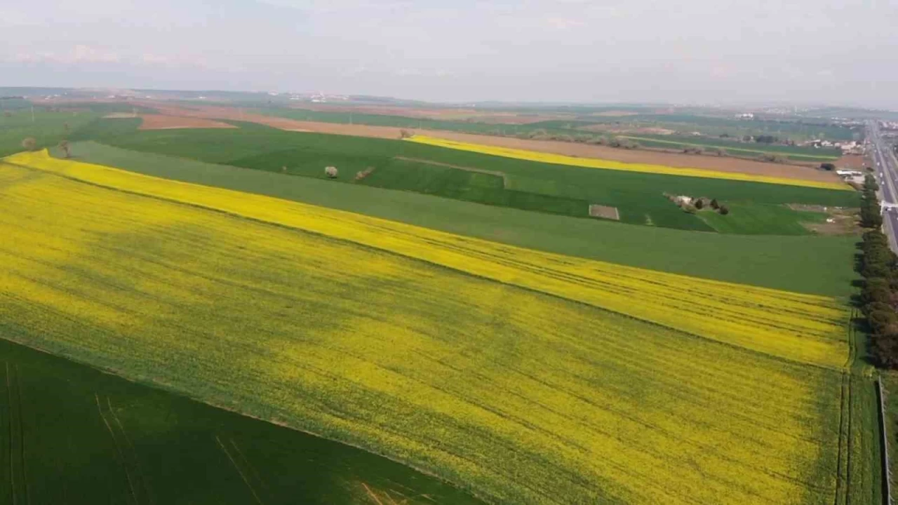 Tekirdağ'da kanola tarlaları görsel şölen sunuyor