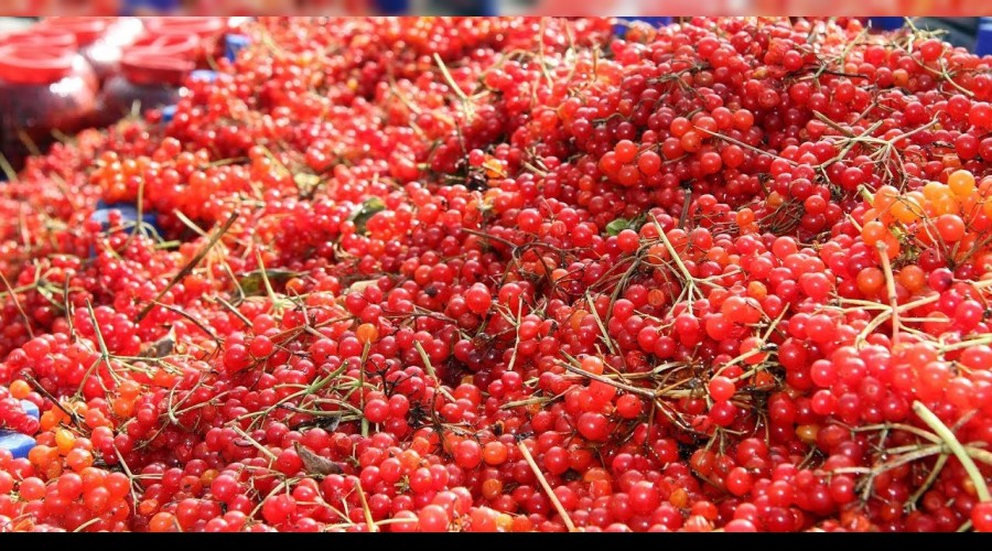 Yeni Mesaj Tescilli �Bünyan gilaburusu� hasadı başladı