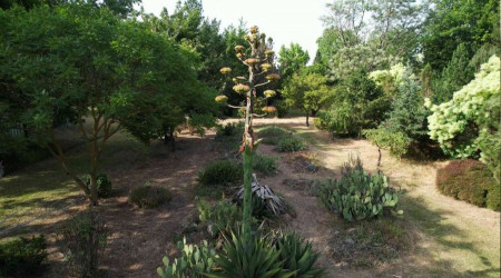 Toprak Dede'nin "sabır çiçeği" 40 yıl sonra açtı