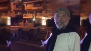 Ünlü oyuncudan Kuşadası'nda domuz paylaşımı