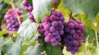 Üzümün üretimi arttırılmalı