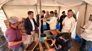 Yangın ve kuraklığın tehdit ettiği çam balında rekolte yüzleri güldürdü