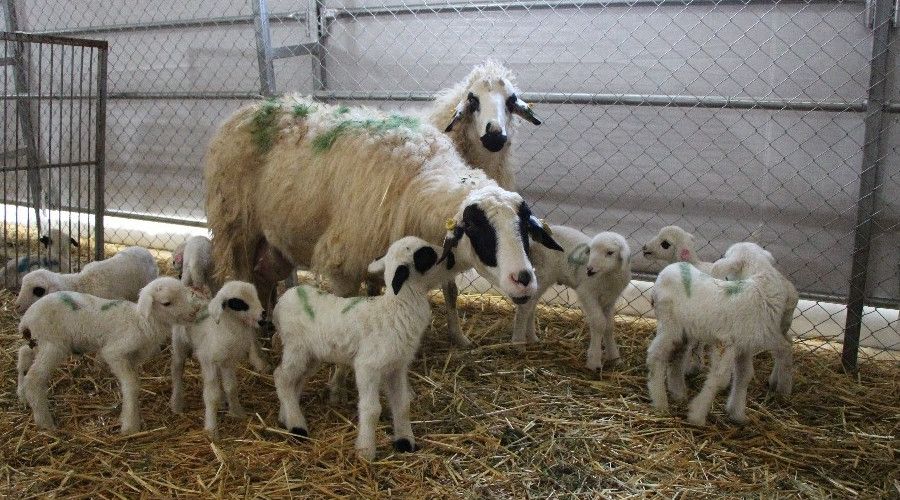 Yerli ve milli koyunlar dördüz yavruladı