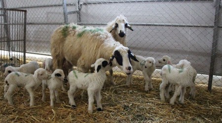 Yerli ve milli koyunlar dördüz yavruladı