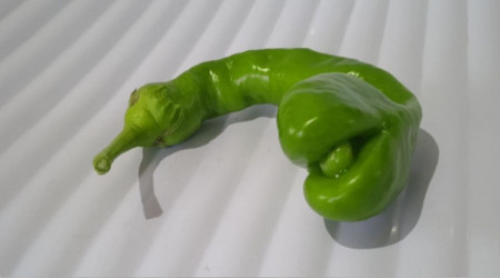 Yılan başlı biber görenleri şaşırttı