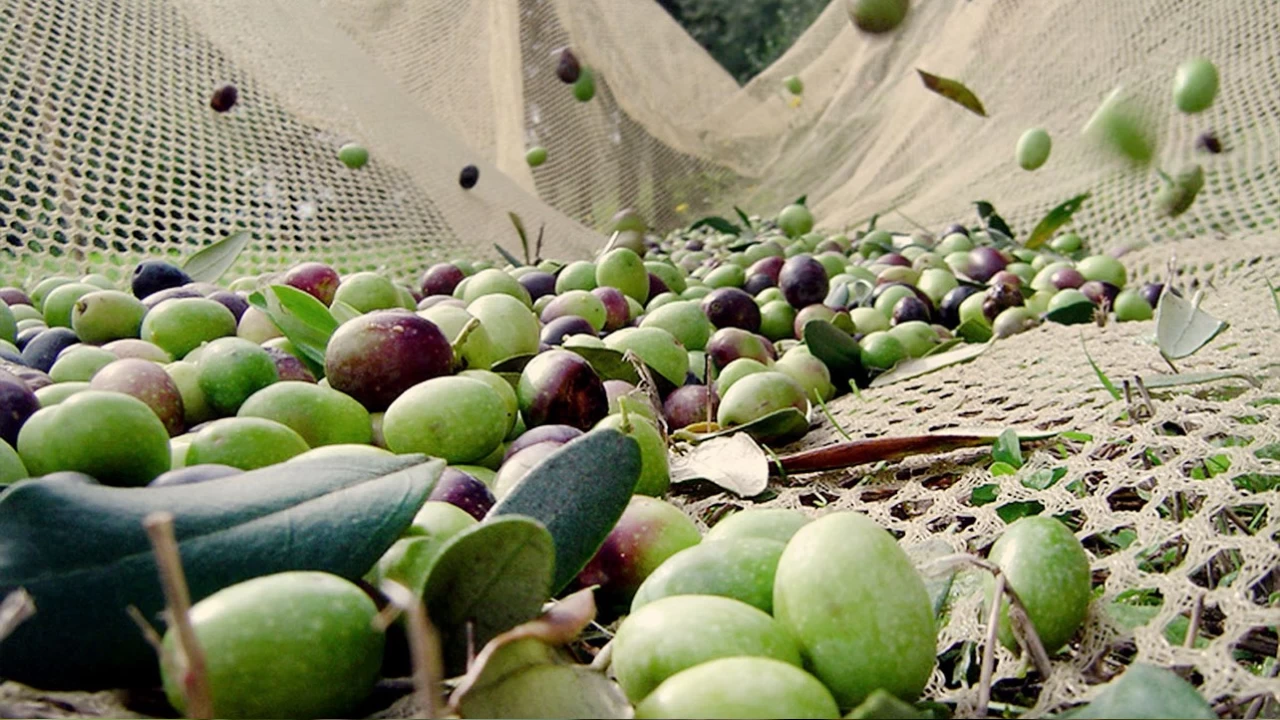 Zeytin hasad: Geleneksel yntemlerden modern teknolojilere