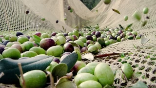 Zeytin hasad: Geleneksel yntemlerden modern teknolojilere