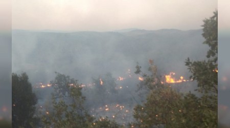 Zeytinlik alanda çıkan yangın zarara neden oldu