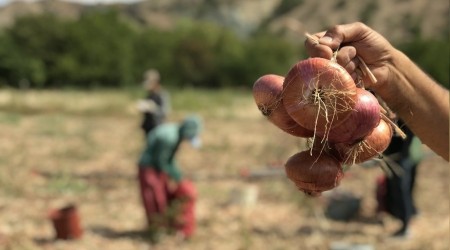 40 derece sıcaklıkta soğan hasadı