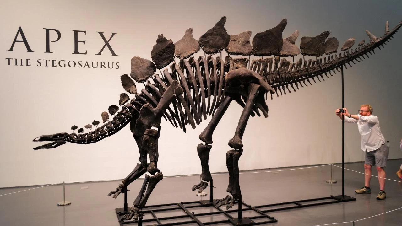 ABD'de dinozor fosili 44.6 milyon dolara satıldı