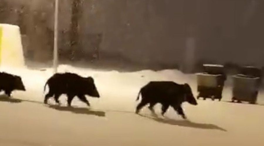 Aç kalan domuzlar ilçe merkezine indi