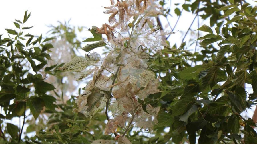 Ağaçlarda 'Amerikan beyaz kelebeği' istilası