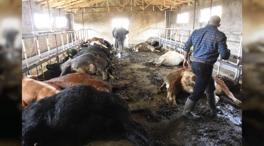 Ahıra girince büyük şok yaşadılar