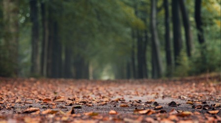 ‘Ahmak, tüm faziletleri kendisinde görür’