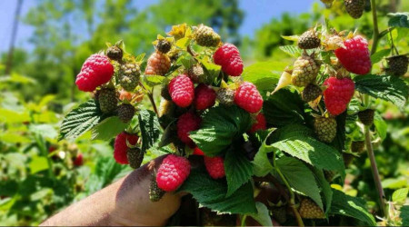 Ahududu, çiftçinin yüzünü güldürdü