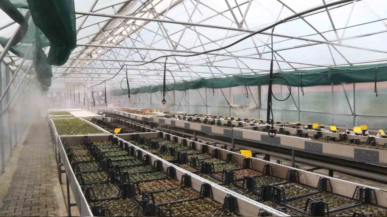 "Akçaabat tarımın merkezi olsun istiyoruz"