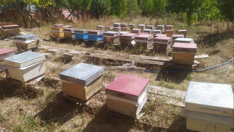 Alucra'daki arı ölümleri inceleniyor